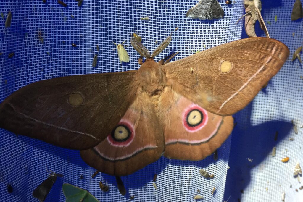 Bunaeopsis cf licharbas  (Massen & Weymer, 1885)